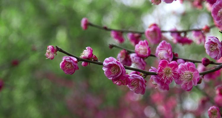 梅花有哪些颜色？梅花的颜色种类有哪些？