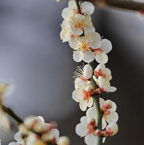 梅花有香味吗？梅花的香味是什么样的？