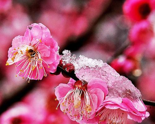 梅花在冬天开花吗？如何在冬季欣赏梅花？