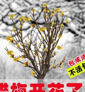 梅花怎么养才长得好？掌握这些养护技巧了吗？