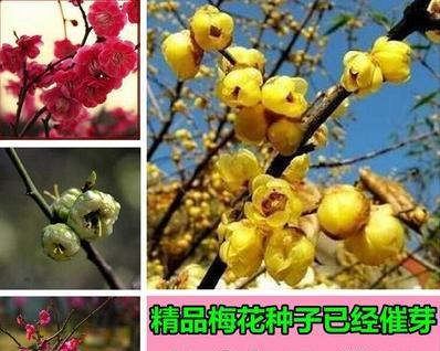 梅花种子的最佳种植时间是什么时候？种植后需要注意哪些问题？