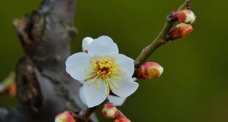 梅州市花梅花象征什么？梅花寓意有哪些？