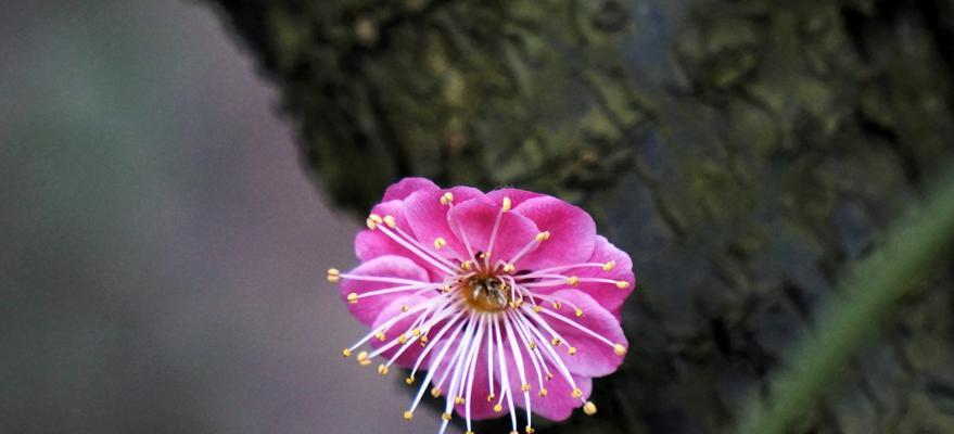 梅州市花梅花象征什么？梅花寓意有哪些？