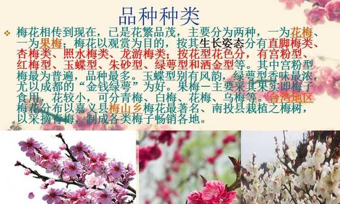 梅子什么时候上市成熟季节是几月份？如何挑选新鲜梅子？