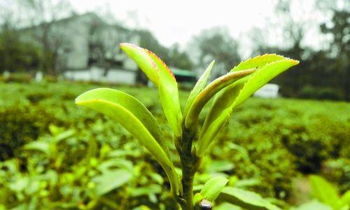 眉茶属于什么茶？了解眉茶的种类和特点