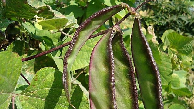 眉豆种植的最佳月份是什么时候？如何正确种植？