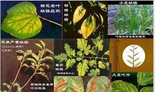 镁元素对植物的作用是什么？缺乏镁元素会有哪些影响？