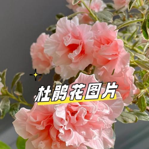 白色雪玫瑰花的花语是什么？它通常象征着什么？