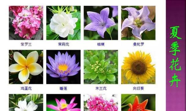 万花杯包含哪些花卉？这些花卉各自有什么寓意？