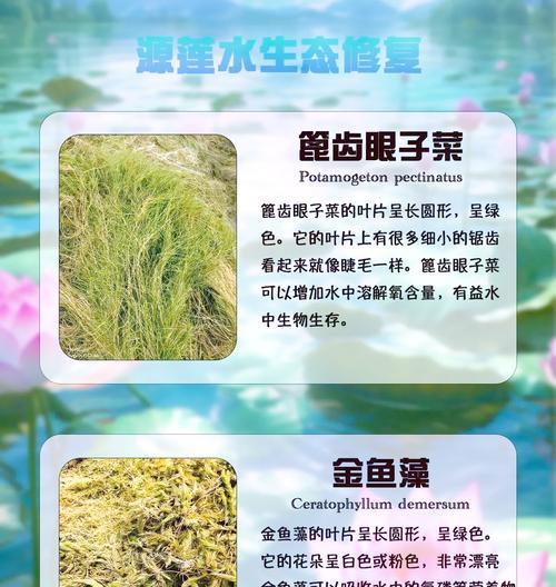 沉水植物是什么？它们在水下如何生长？