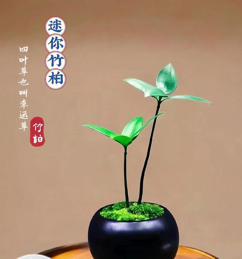 瓶子生态中适合种植哪些植物？瓶子生态植物的选择标准是什么？