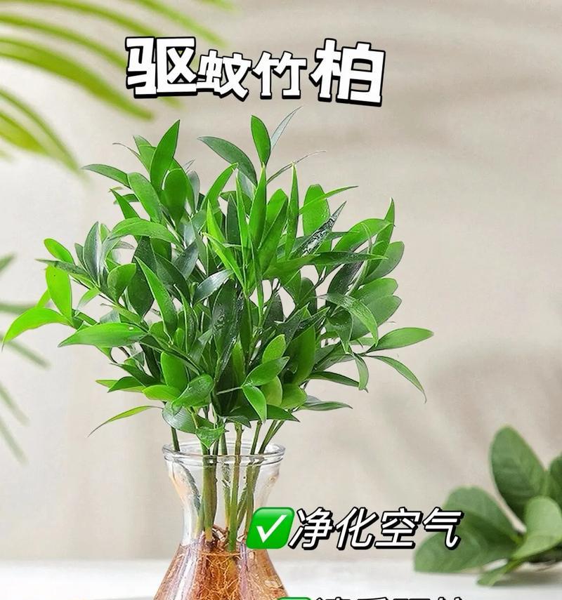 卧室绿植物的养护技巧有哪些？