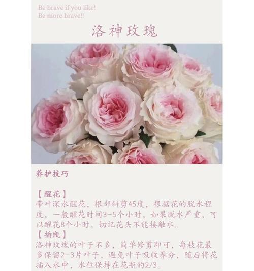 渐变色玫瑰花代表什么？渐变色玫瑰的花语是什么？