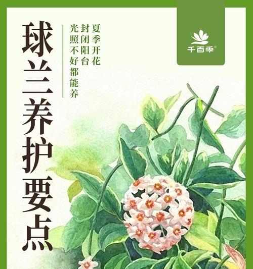 大叶子爬藤花卉有哪些品种？如何进行养护？