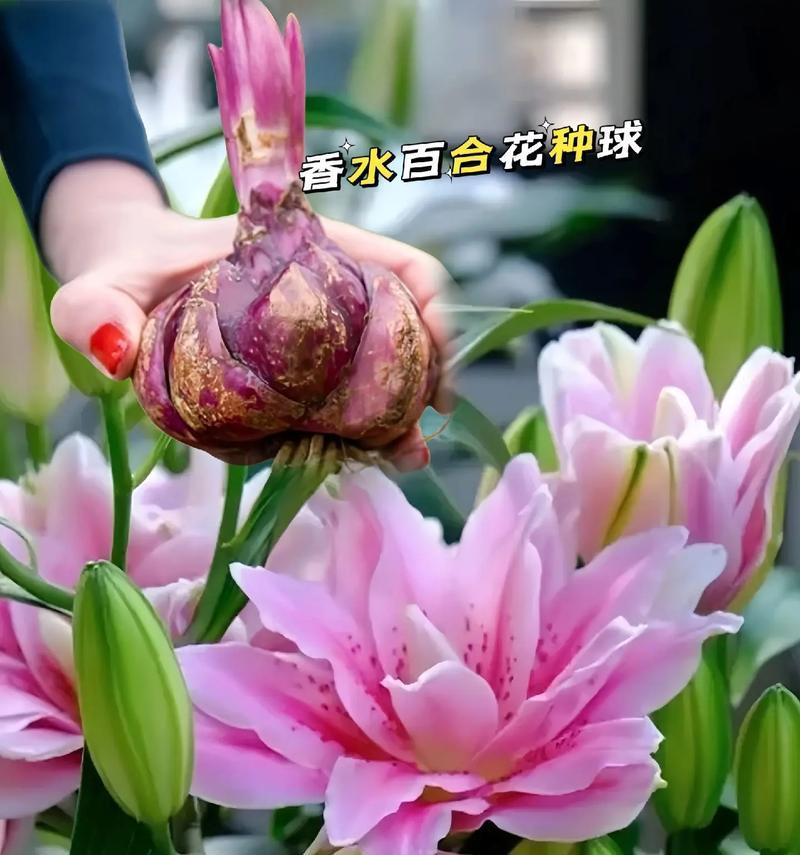 百合花象征着什么？