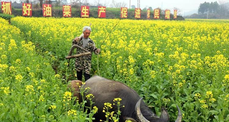 水稻积肥是什么意思？积肥对水稻生长有何影响？