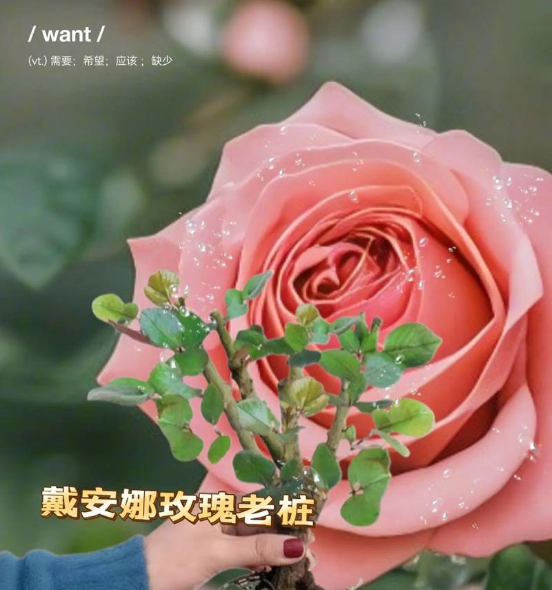 玫瑰花的花语有哪些？