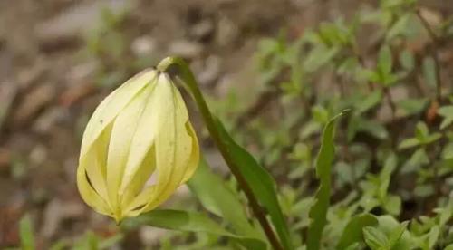 特香百合种植环境要求是什么？如何创造适合的环境？