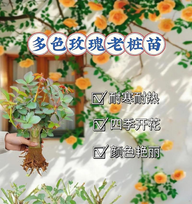 什么花卉老桩好看？如何选择和养护？