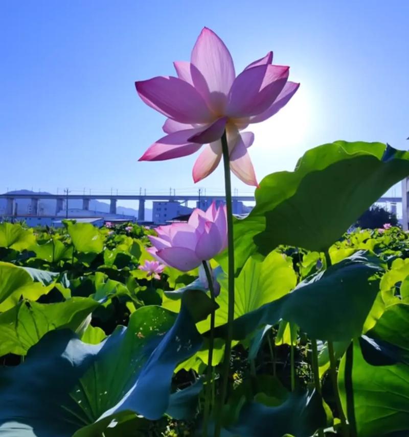 荷花的花语有哪些？它在文化中象征着什么？