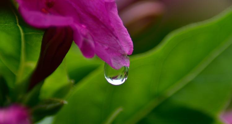 雨露花的花语是什么？雨露花象征着什么含义？