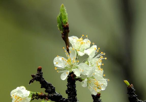 雨露花的花语是什么？雨露花象征着什么含义？