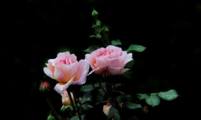 雨露花的花语是什么？雨露花象征着什么含义？