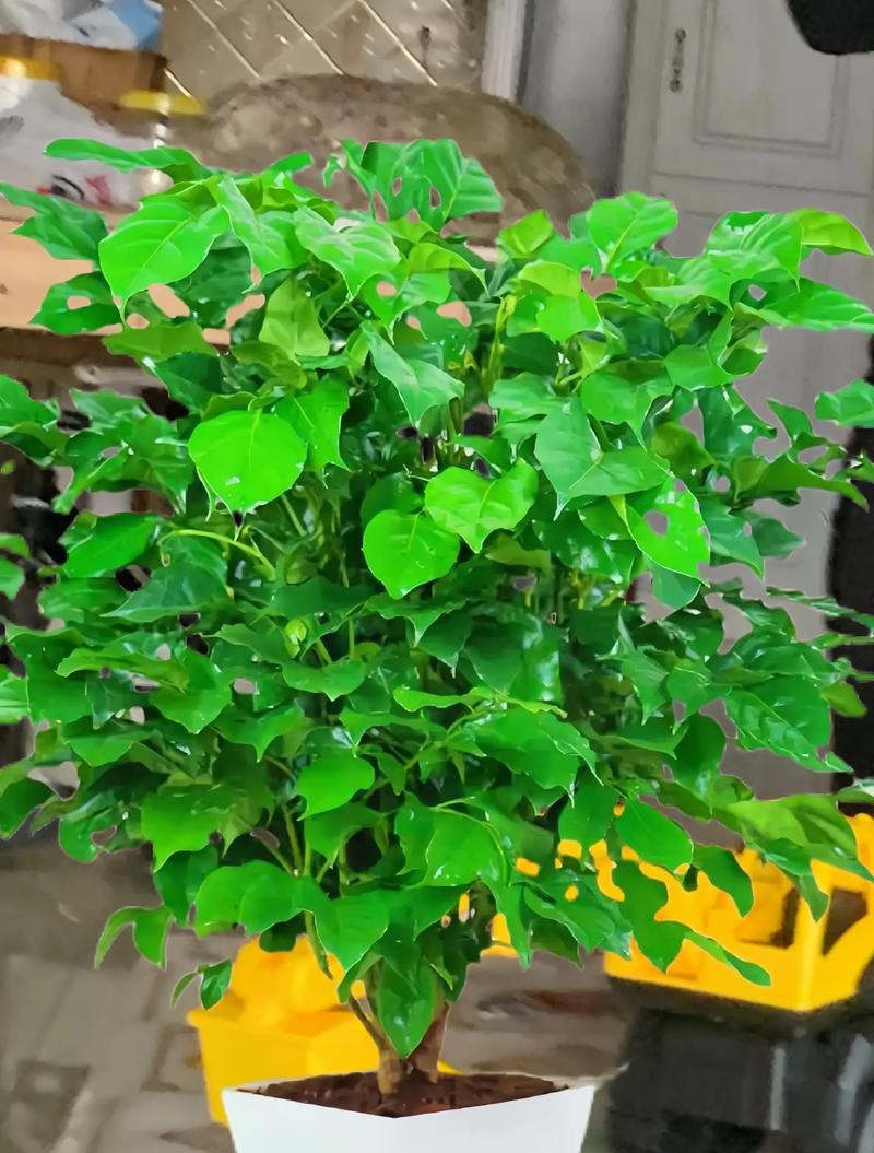 家养发芽植物怎么养？如何提高成活率？