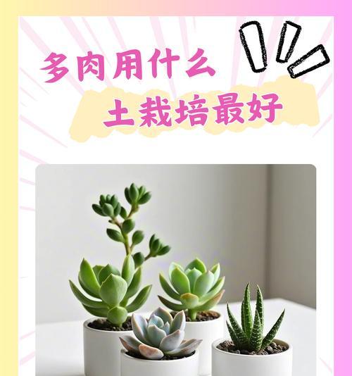 家养发芽植物怎么养？如何提高成活率？