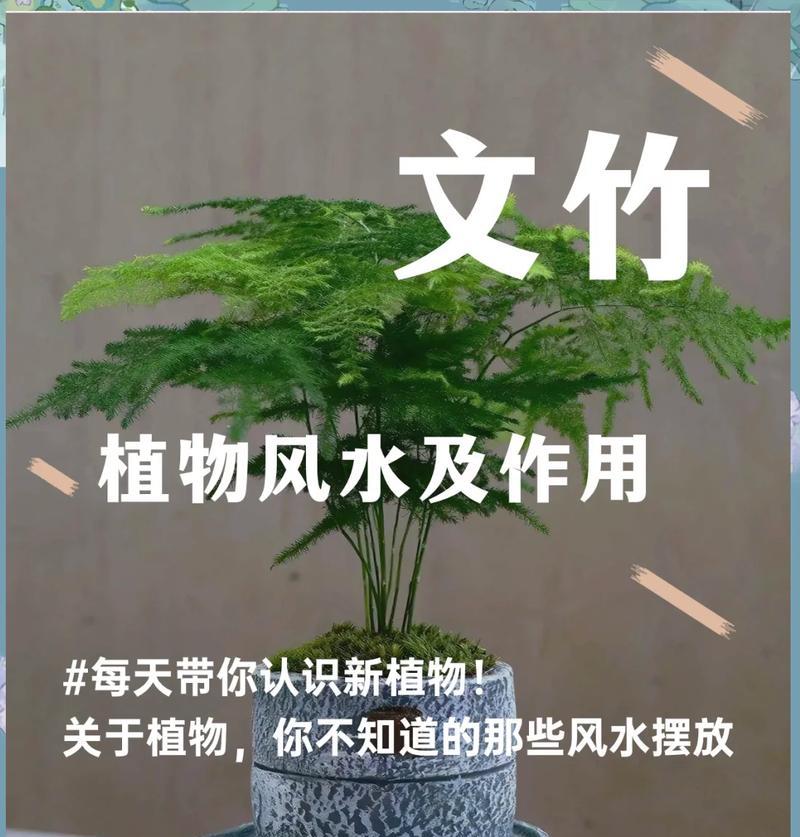 家养发芽植物怎么养？如何提高成活率？