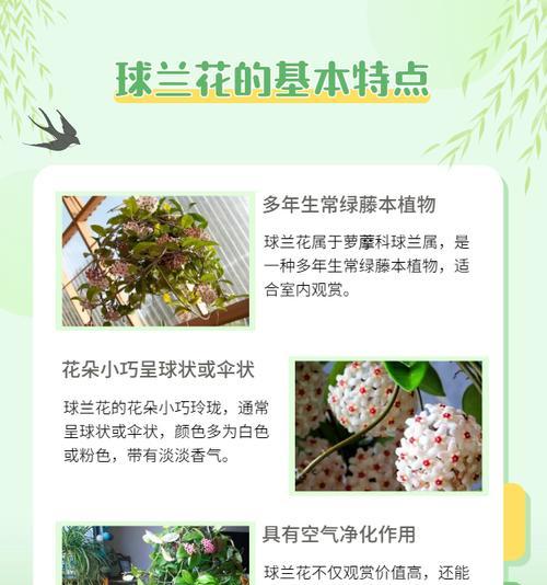 用什么可以擦花卉植物的颜色？这种清洁方法安全吗？