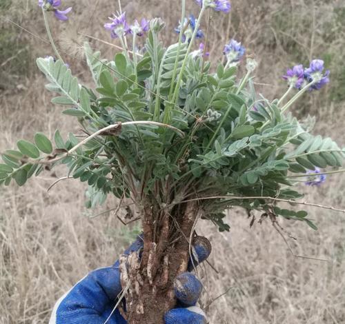 贵妃米叶植物怎么养？贵妃米叶的养护要点是什么？