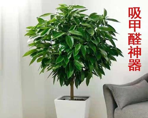 夏季室内适合购买哪些植物？