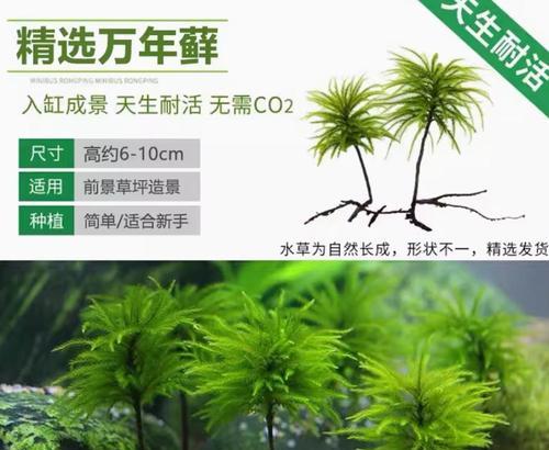 鱼缸中适合搭配哪些山石植物？