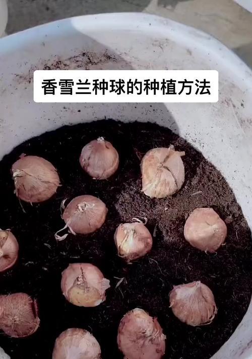 如何正确养护儿童绿植盆栽？