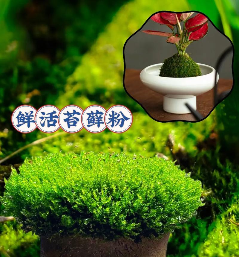 苔藓如何养成景观植物？苔藓景观植物的养护方法是什么？