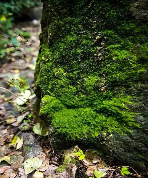 苔藓如何养成景观植物？苔藓景观植物的养护方法是什么？